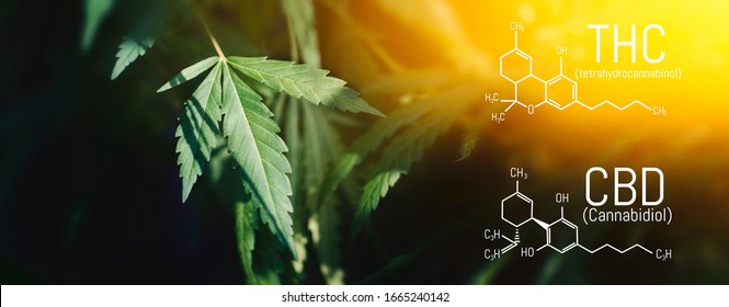 CBD THC Chemical Structural Formula, Cannabis Industry, Growing Hemp, Pharmacy Business, CBD Elements and THC in Marijuana and Medical Health