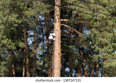 CCTV security camera is mounted on a tree trunk in the forest. Concept of total control and constant surveillance. 