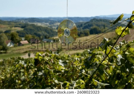 A CD hanging from a string in a rolling vineyard suggests an unexpected juxtaposition between technology and nature. Bird repellent system.