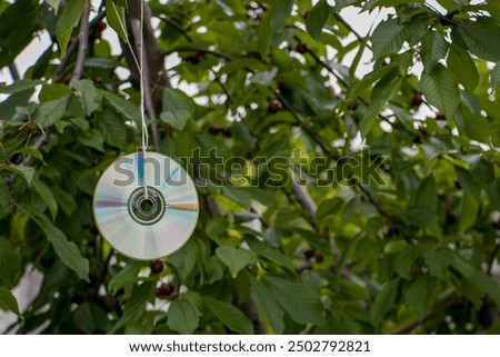 A CD hangs on a cherry tree to scare away birds. Protecting fruit tree crops from birds using a CD. Bird repeller CD. Bird repellers.