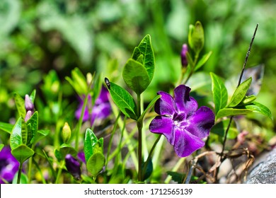 cDarts blue flower and a small bug, also called Vinca minor Atropurpurea or bowles la grave - Shutterstock ID 1712565139