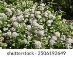 Ceanothus americanus bloom with pale pink, almost white flowers