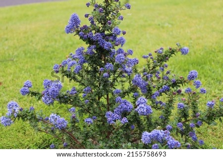 Ceanothus Dark Star Shrub also known as California lilac or Soap bush with its deep blue purple flowers and ovate leaves