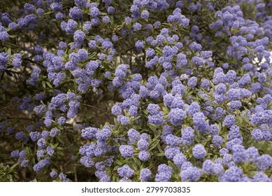 Ceanothus in full bloom with clusters of vibrant purple flowers