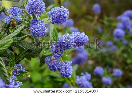 Ceanothus griseus is a species of flowering shrub known by the common names Carmel ceanothus and Carmel creeper. 