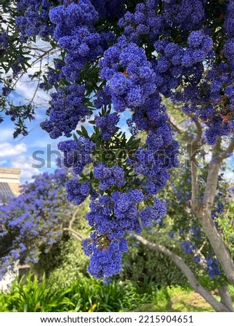 Ceanothus Papillosus is an attractive evergreen shrub that produces an abundant amount of rich deep blue flowers in dense bunches during spring.