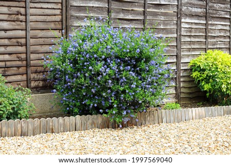A Ceanothus Shrub Blooming In A Garden Border Against A Wooden Fence.