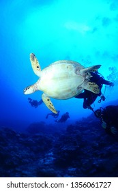 cebu underwater photo