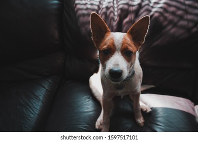 Cece The Cattle Dog Being A Couch Potato