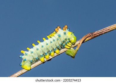 Cecropia Caterpillar 4th Instar - Hyalophora Cecropia