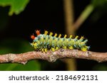 Cecropia Caterpillar Third Instar - Hyalophora cecropia