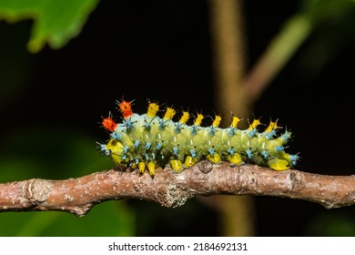 Cecropia Caterpillar Third Instar - Hyalophora Cecropia