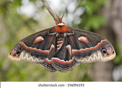 Cecropia Moth