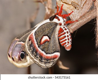 Cecropia Moth