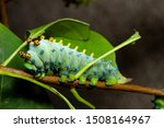 cecropia moth caterpillar,Hyalophora cecropia feeding, and showing distinctive warning coloration on a plant in a wisconsin butterfly exhibit