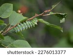 Cecropia Moth Catterpillar eating leaves