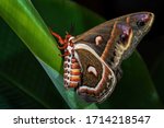 Cecropia Moth - Hyalophora cecropia, beautiful large colored moth from North American forests and woodlands, USA.