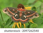 cecropia moth Hyalophora cecropia with Bush