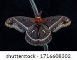 Cecropia Moth, Hyalophora cecropia, on a Black Background