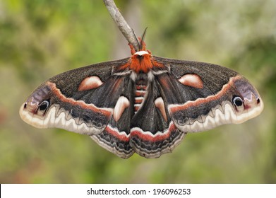 Cecropia Moth II