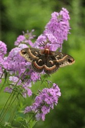 Cecropia Moth On Wild Sweet William Phlox Flowers