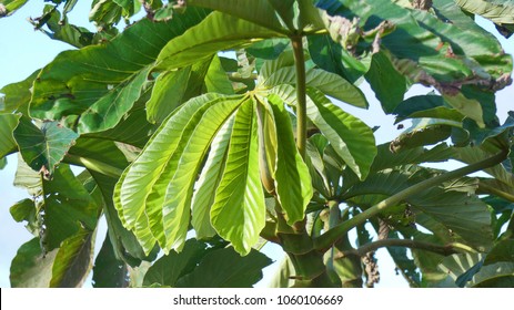 Cecropia Peltata Leaves.