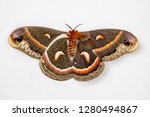 Cecropia Silk Moth, Red Robin, Hyalophora cecropia female comparing upper and underside wings