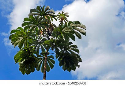 Cecropia Tree And Blue Sky