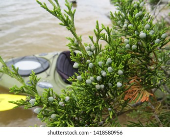 Cedar Berries Along Rappahannock River
