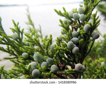 Cedar Berries On Rappahannock River