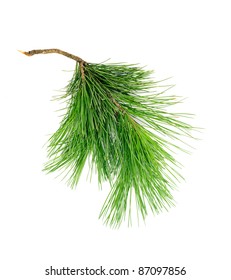 Cedar Branch On White Isolated