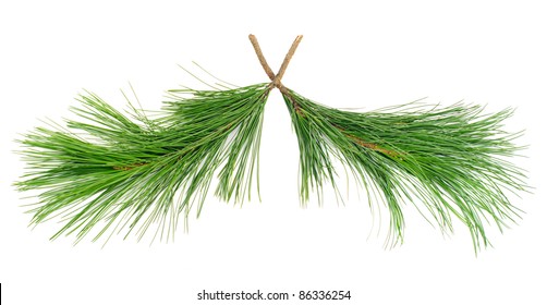  cedar  branches on white isolated