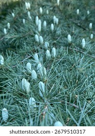 cedar buds, cedar forms acorns