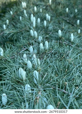 cedar buds, cedar forms acorns