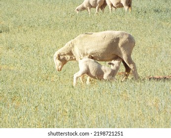 Cedar City, UT, USA.  5.15.22.  Baby Sheep Feeding From Her Mommy