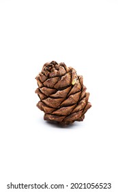 Cedar cone with pine nut isolated on a white. 