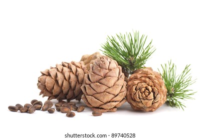 Cedar cones with branch on a white background