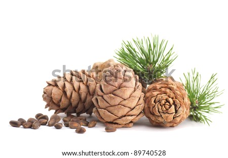 Cedar cones with branch on a white background