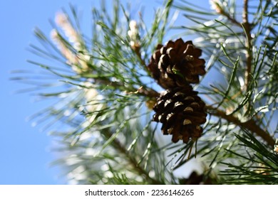 Cedar cones on a branch - Shutterstock ID 2236146265