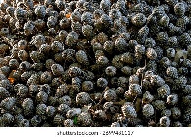 cedar cones are a solid background. beautiful background made of natural materials. close-up