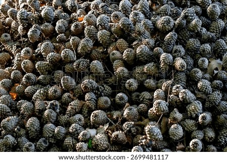 cedar cones are a solid background. beautiful background made of natural materials. close-up