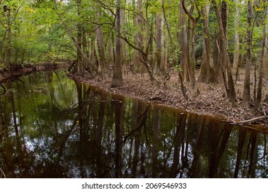 Cedar Creek In Congaree National Park