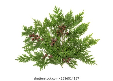 Cedar cypress evergreen leaves with pine cones on white background. Natural flora for decorative purposes. Cupressaceae, - Powered by Shutterstock