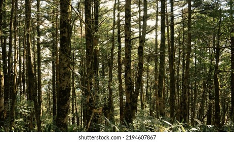 Cedar And Cypress Forest On The Way Up
