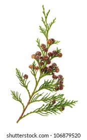 Cedar Cypress Leaf Branch With Pine Cones Over White Background.