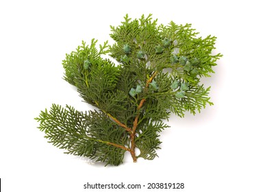 Leyland Cypress Images Stock Photos Vectors Shutterstock