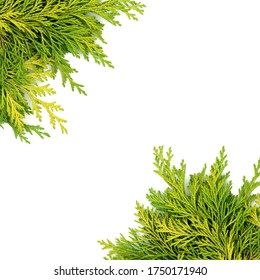Cedar cypress leylandii fir border on white background. Winter greenery natural composition for Christmas & New Year. Copy space.