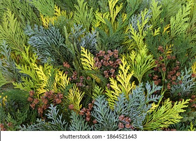 Cedar cypress leylandii fir and juniper leaves forming aa abstract background of winter greenery. Flat lay top view.