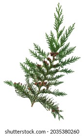 Cedar cypress leylandii fir leaf. Design element. Also used in herbal plant medicine. Is antiseptic, anti inflammatory, antispasmodic,
diuretic, insecticidal. Isolated on white background.