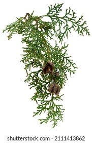 Cedar cypress leylandii fir leaf. Design element. Also used in herbal plant medicine. Is antiseptic, anti inflammatory, antispasmodic, diuretic, insecticidal. Isolated on white background.